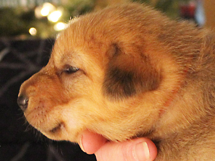 chinook puppy